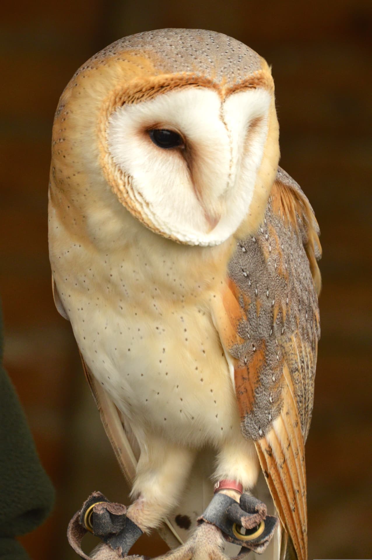 Barn owl
