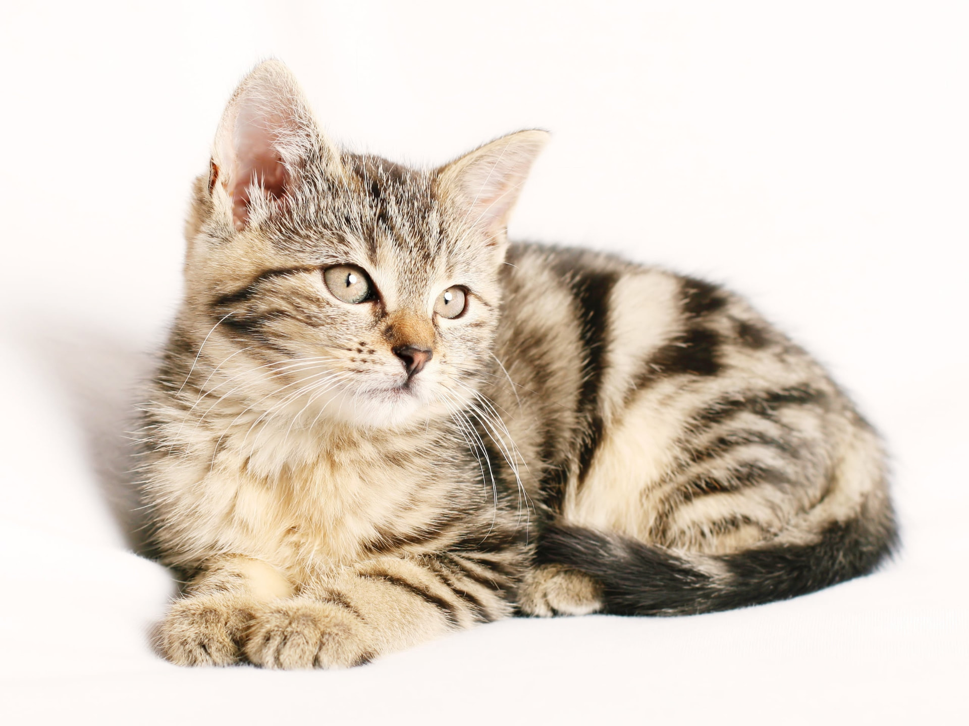 A relaxed tabby kitten resting at home — Animal Reiki and distance Reiki for pets from Owl Reiki in Enfield Town
